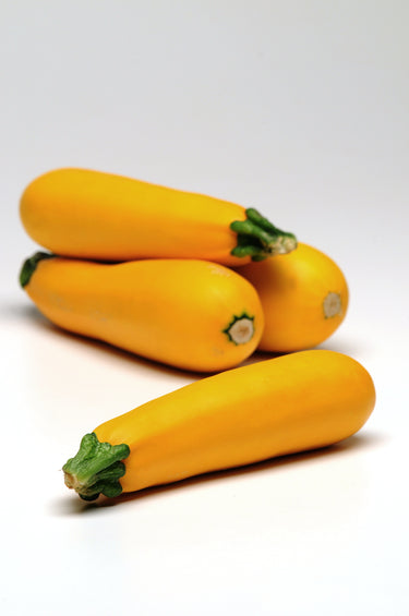Easy Pick Gold II Hybrid Zucchini Seeds